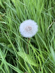 Taraxacum