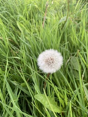 Taraxacum