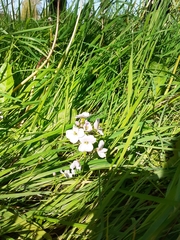 Cardamine