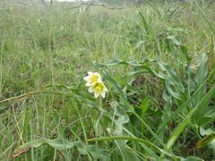 Fritillaria liliacea