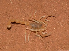 Parabuthus mossambicensis