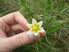 Fritillaria liliacea