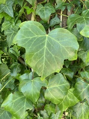 Hedera helix