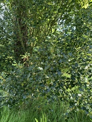 Ilex aquifolium