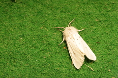 Spilosoma urticae
