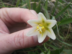 Fritillaria liliacea