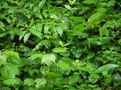 Wedelia urticaefolia