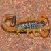 Bark Scorpion - Photo (c) Joubert Heymans, some rights reserved (CC BY-NC-ND), uploaded by Joubert Heymans