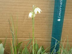 Fritillaria liliacea