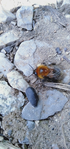 Photo of Tree Bumble Bee (Bombus hypnorum)