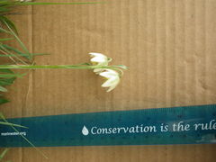 Fritillaria liliacea