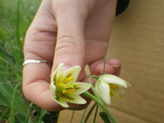 Fritillaria liliacea