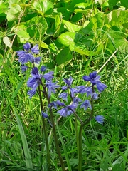 Hyacinthoides hispanica