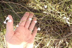 Lobelia capillifolia