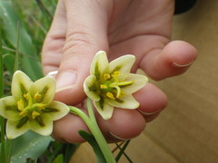 Fritillaria liliacea