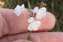 Lobelia capillifolia