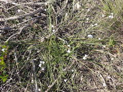 Lobelia capillifolia