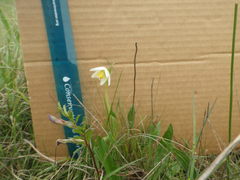 Fritillaria liliacea