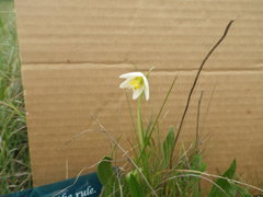 Fritillaria liliacea