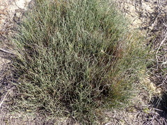 Hypodiscus procurrens