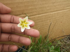 Fritillaria liliacea