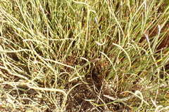 Hypodiscus procurrens