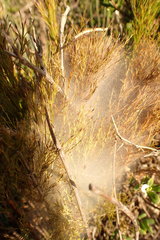 Tetranychus cinnabarinus