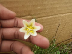 Fritillaria liliacea