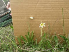 Fritillaria liliacea