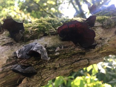 Auricularia auricula-judae