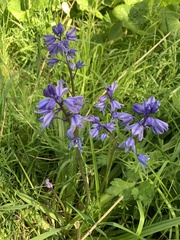 Hyacinthoides hispanica