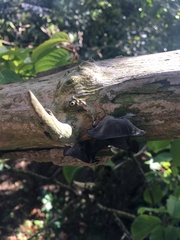 Auricularia auricula-judae