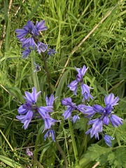 Hyacinthoides hispanica