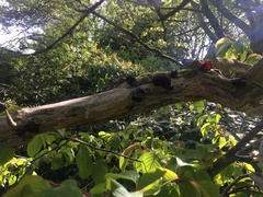 Auricularia auricula-judae