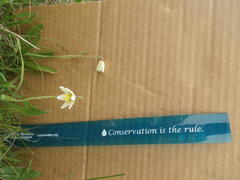 Fritillaria liliacea