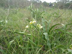 Fritillaria liliacea