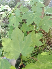 Acer pseudoplatanus