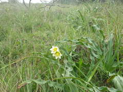 Fritillaria liliacea