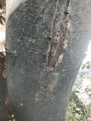 Acer pseudoplatanus