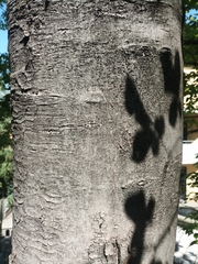 Acer pseudoplatanus