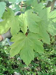 Acer pseudoplatanus