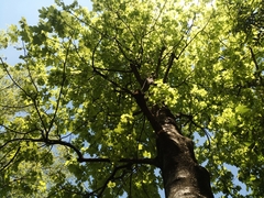 Acer pseudoplatanus