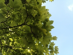 Acer pseudoplatanus