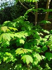 Acer pseudoplatanus