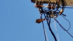 Pitangus sulphuratus