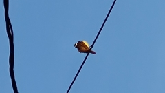 Pitangus sulphuratus