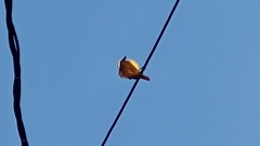 Pitangus sulphuratus