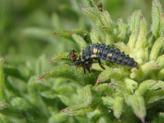 Hippodamia variegata