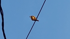 Pitangus sulphuratus