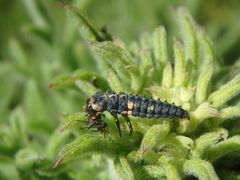Hippodamia variegata